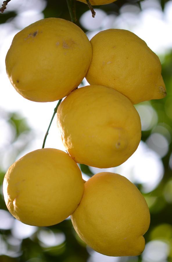 Lemon Garden Boutique Hotel Bozburun Zewnętrze zdjęcie